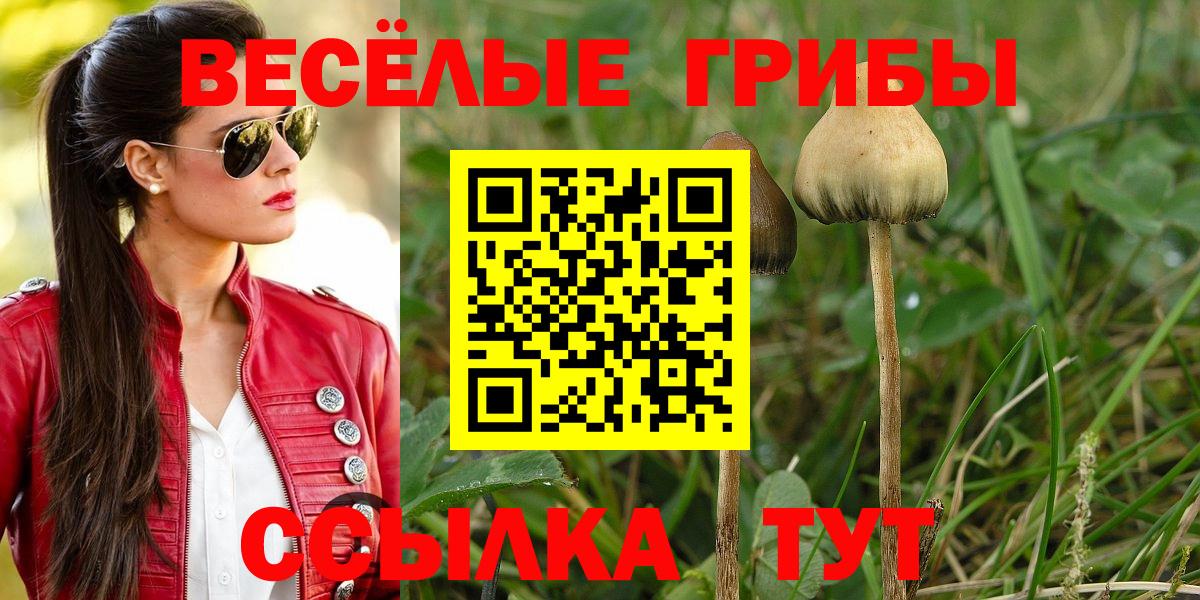 Галлюциногенные грибы Psilocybe  Псилоцибиновые грибы мицелий  где найти   Новочебоксарск 